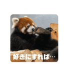 レッサーパンダず 2（個別スタンプ：7）