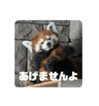 レッサーパンダず 2（個別スタンプ：8）