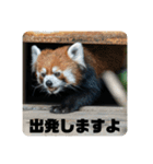レッサーパンダず 2（個別スタンプ：9）