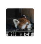 レッサーパンダず 2（個別スタンプ：10）
