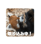 レッサーパンダず 2（個別スタンプ：11）