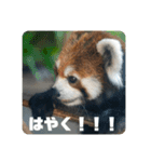 レッサーパンダず 2（個別スタンプ：12）