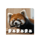 レッサーパンダず 2（個別スタンプ：13）