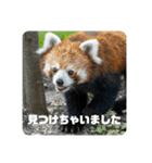 レッサーパンダず 2（個別スタンプ：14）