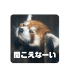 レッサーパンダず 2（個別スタンプ：15）
