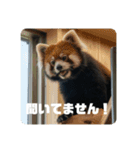 レッサーパンダず 2（個別スタンプ：16）