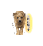 ノーフォークテリアのちょこ（個別スタンプ：3）
