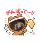 ブラウンプードル笑2（個別スタンプ：1）