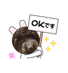 ブラウンプードル笑2（個別スタンプ：3）