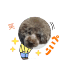 ブラウンプードル笑2（個別スタンプ：10）