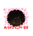 ブラウンプードル笑2（個別スタンプ：13）