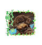 ブラウンプードル笑2（個別スタンプ：14）