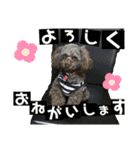 トイプー ボビーくんの表情豊かなスタンプ（個別スタンプ：2）