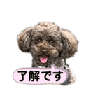 トイプー ボビーくんの表情豊かなスタンプ（個別スタンプ：3）