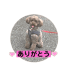 トイプー ボビーくんの表情豊かなスタンプ（個別スタンプ：5）