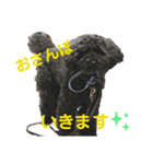 トイプー ボビーくんの表情豊かなスタンプ（個別スタンプ：14）