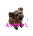 トイプー ボビーくんの表情豊かなスタンプ（個別スタンプ：17）