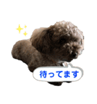 トイプー ボビーくんの表情豊かなスタンプ（個別スタンプ：20）