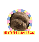 トイプー ボビーくんの表情豊かなスタンプ（個別スタンプ：24）