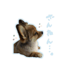 ジャスミンスタンプ.（個別スタンプ：11）