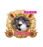 うっちゃんとガッシーねこーずスタンプ（個別スタンプ：5）