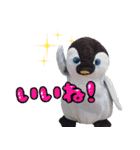 遂に出た！実写べんけいスタンプ（個別スタンプ：1）