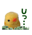遂に出た！実写べんけいスタンプ（個別スタンプ：9）