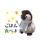 遂に出た！実写べんけいスタンプ（個別スタンプ：21）
