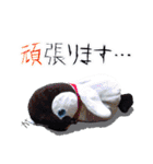 遂に出た！実写べんけいスタンプ（個別スタンプ：25）