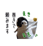 遂に出た！実写べんけいスタンプ（個別スタンプ：30）