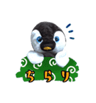 遂に出た！実写べんけいスタンプ（個別スタンプ：35）