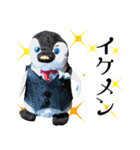 遂に出た！実写べんけいスタンプ（個別スタンプ：36）