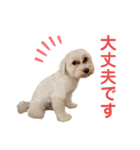 うちのミルモがかわいい3（個別スタンプ：4）