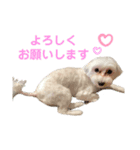 うちのミルモがかわいい3（個別スタンプ：6）
