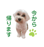 うちのミルモがかわいい3（個別スタンプ：7）