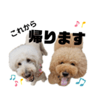 今日のひまこも⑤（個別スタンプ：13）
