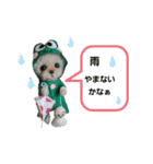 いぬちゃんとねこちゃん③（個別スタンプ：11）