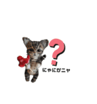 いぬちゃんとねこちゃん③（個別スタンプ：24）