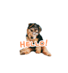 子犬ナッツくんスタンプ（個別スタンプ：1）