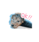 子犬ナッツくんスタンプ（個別スタンプ：2）
