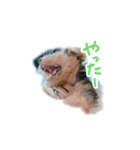 子犬ナッツくんスタンプ（個別スタンプ：3）