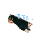 子犬ナッツくんスタンプ（個別スタンプ：4）