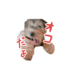 子犬ナッツくんスタンプ（個別スタンプ：5）