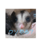 モモンガの日常@@（個別スタンプ：3）