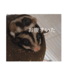 モモンガの日常@@（個別スタンプ：6）