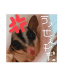 モモンガの日常@@（個別スタンプ：8）