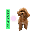 Ivyとお友達のスタンプ2（個別スタンプ：1）