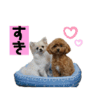 Ivyとお友達のスタンプ2（個別スタンプ：6）