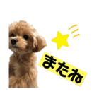 Ivyとお友達のスタンプ2（個別スタンプ：11）
