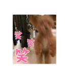 Ivyとお友達のスタンプ2（個別スタンプ：12）